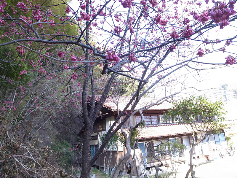 3月 桜の咲くたけのこ庵